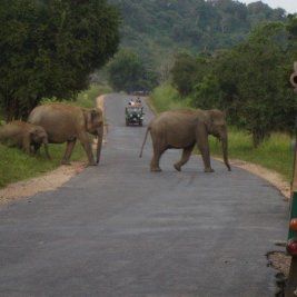 Road Trip: Sri Lanka provides amazing roadside views and sweet surprises!