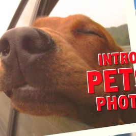 Your photos have Santander Pets+Cars photo contest cruising along