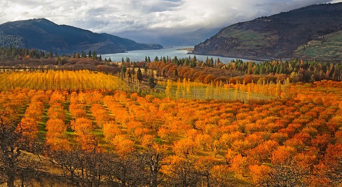 Cherry orchards in the Columbia River Gorge in Oregon.