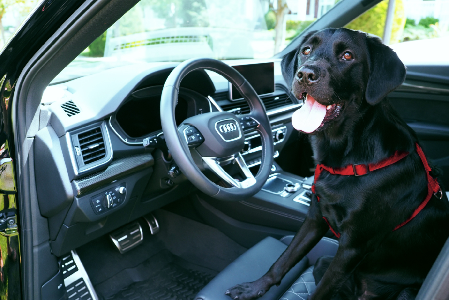 Dog in Audi Q5 driver’s seat