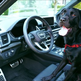 The 10 Best Cars for Dog Lovers list puts a premium on pet-friendly