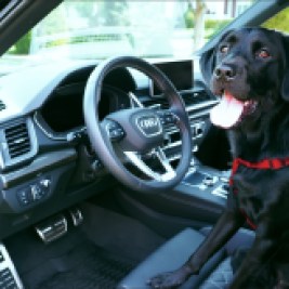 The 10 Best Cars for Dog Lovers list puts a premium on pet-friendly