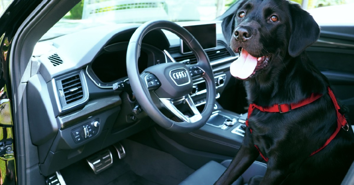 The 10 Best Cars for Dog Lovers list puts a premium on pet-friendly -  Santander Consumer USA