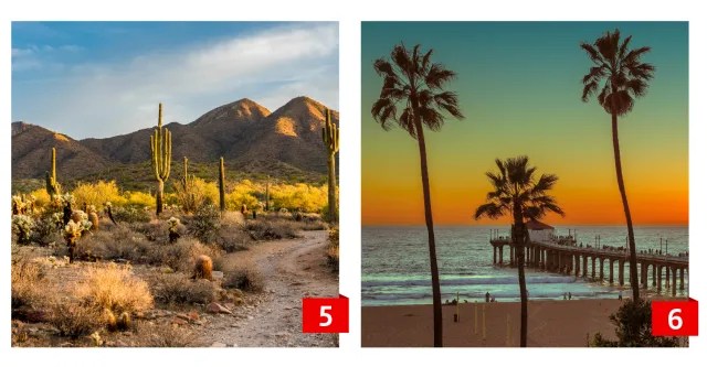 Eine Landschaft der Landschaft mit Aloe Vera und Kalifornien Beach.